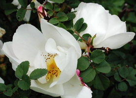 Nevada geh�rt zu einer der ersten Rosen des Jahres - zu den Mairosen. Nevada w�chst als gro�er Strauch (1,50 m) mit karminroten Holz, der sich mit handbreiten Blumen �berzieht. Um die Staubgef��e herum kr�useln sich die kleinen Bl�tenbl�tter, zuerst in Wei� und sp�ter in Ros�. Es handelt sich um eine echte Remontanrose, die in zwei gro�en Sch�ben bl�ht, und dazwischen tr�gt sie �ber den Sommer verteilt nur hie und da ein paar Bl�ten.