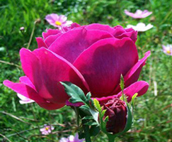 Surprise ist ein breiter, niedriger Strauch, den kleine, runde Str�u�e aus dicken, weichen Pompons beschweren. Surprise bringt eine Variation �ber alle Farbt�ne von Beige �ber Orange und Rosa bis zum reinen Kaminrot.